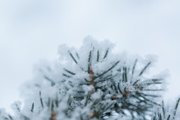 Obraz premium Snow covered fir tree branch in winter