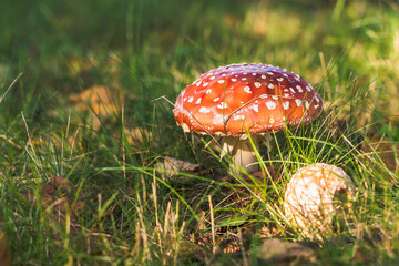 Toxic and hallucinogen red mushroom Fly Agaric