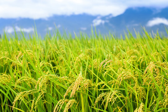 close up of yellow green rice field