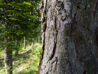 Bark texture and abstract shapes on a pine tree in an evergreen forest in sunlight.