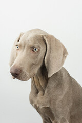 A little weimaraner in the studio