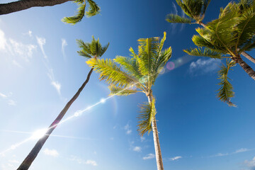 青空の椰子の木