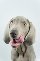 A little weimaraner in the studio