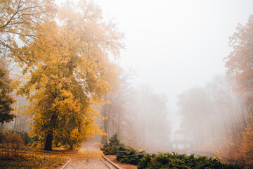 Autumn foggy landscape.