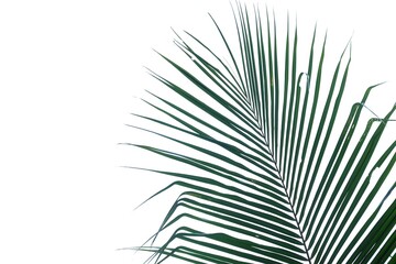 Fototapeta premium Coconut leaves with branches on white isolated background for green foliage backdrop 