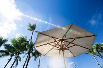 Fototapeta premium 青空の椰子の木