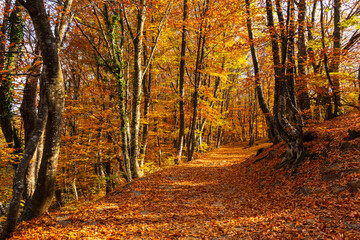 Autumn colorful beech forest. A fairy-tale landscape with Golden foliage and a path going into perspective. Walk through the Sunny autumn Park. Bright picturesque natural background with warm colors.