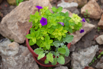 flowers of purple petunia and cineraria in a large pot outside among natural mountain stone, garden landscape