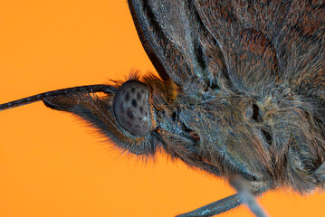 common cartor butterfly