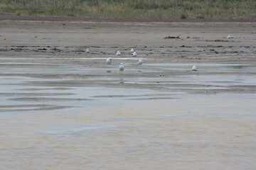 Seagulls near Lake Balkhash. Almaty region, Kazakhstan.