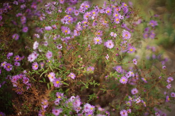 Fototapeta premium Violet flowers bush grow in the autumn garden