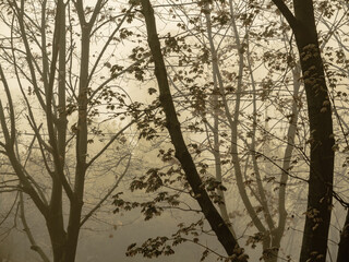 graphic tree branches in morning misty landscape