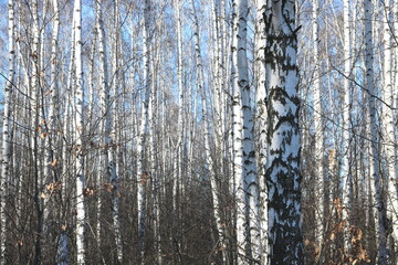 Young birches with black and white birch bark in spring in birch grove against background of other birches