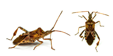 side view and top view of Western conifer seed bugs Leptoglossus occidentalis in profile isolated on white background