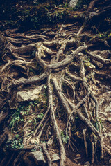 Tangled roots of a tree