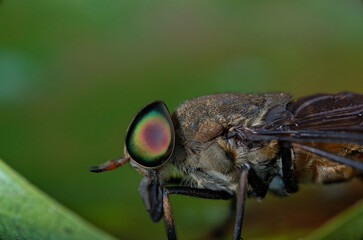 black soilder fly macro