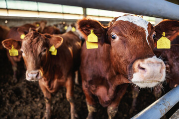 Closeup of beef looking at camera. In a stable are many beefs. Ordinary day at organic farm.