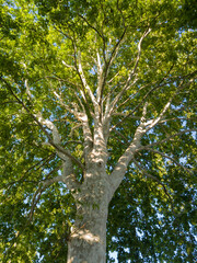 Fototapeta premium Branched canopy with green leaves on a plane tree in summer.