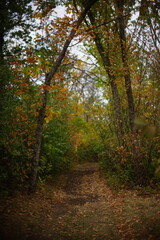 Fototapeta na wymiar autumn forest with road in cloudy day