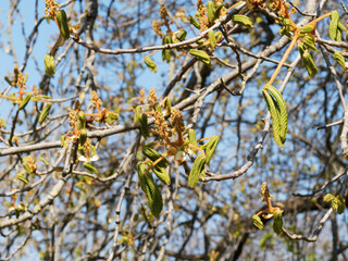(Aesculus hippocastanum) Die Gewöhnliche oder Weiße Rosskastanie. Austrieb von Blatt und Blüte im Frühling