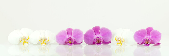 Spa Orchids in a row isolated and reflection on bright Background. Zen balance. Spa and healthcare concept