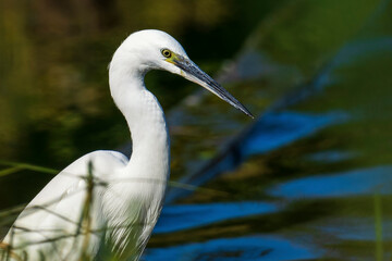Fototapeta premium Little Egret Egretta garzetta Costa Ballena Cadiz