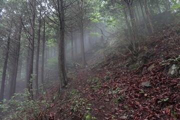大雨の中の登山道1