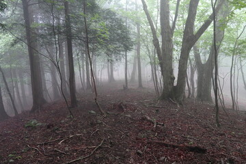 大雨の中の登山道2