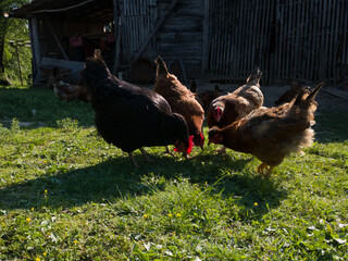 Silhouettes of chickens in a harsh backlight with glowing feathers in farmyard during sunny evening