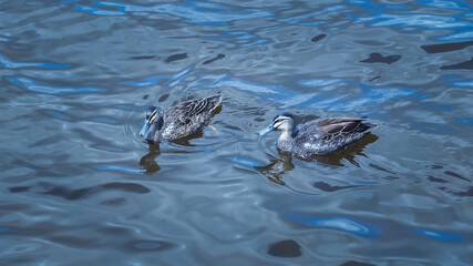Mother and Father Duck