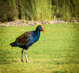 Western Swamp hen