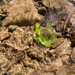 Abstract leaf shape at the bottom of the stream and wavy pattern on the surface