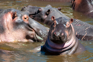 young hippopotamus in river