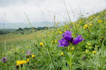 Bell flowers on the background of a mountain meadow, cloudy summer day