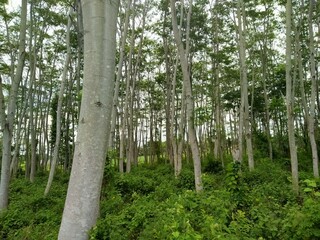 trees in the woods