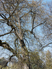 (Aesculus hippocastanum) Die Gewöhnliche oder Weiße Rosskastanie. Austrieb von Blatt und Blüte im Frühling