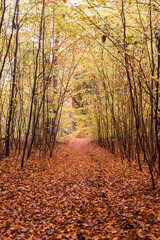 Obraz premium path through autumnal forest beech leaves on ground
