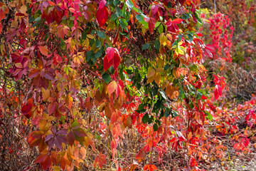Very beautiful thickets of Virginia creeper (Parthenocissus quinquefolia) with yellowed and...