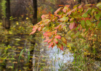 red autumn leaves