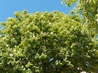 Aesculus hippocastanum | Rosskastanienbäume oder Weiße Rosskastanie in voller Blüte mit fingerförmig, groß, Laubblätter, oberseits sattgrün, unterseits hellgrün