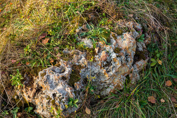 Large flint boulder overgrown with moss and plants
