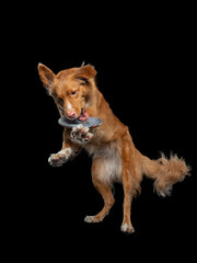 Dog jumping over the disc. Pet in the studio on a black background. Active Nova Scotia Duck Tolling Retriever