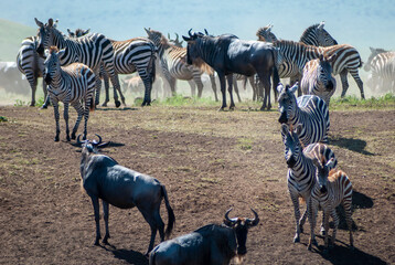 zebras
