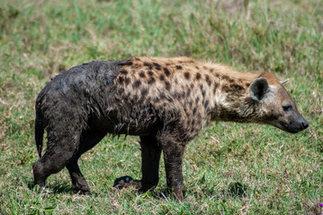 hyena in ngorongoro