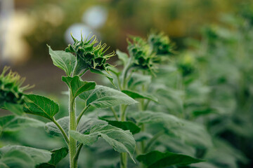 Several unripe sunflowers close up