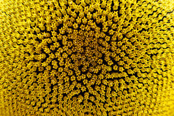 Flowers on the sunflower cap large