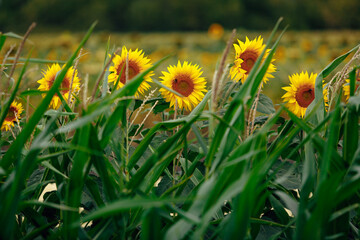 The Sunflowers behind corn plants