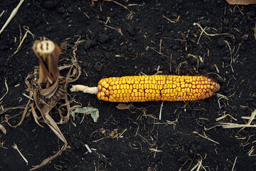 Peeled corn on the ground