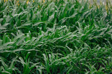 Сorn leaves in a field close-up