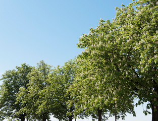 Aesculus hippocastanum | Weiß- und Frühlingsblüte von Rosskastanienbäume mit vollholzigen Stammen und runden breiter Kronen aus, unter einem blauen Himmel